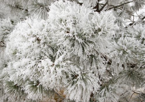 ponderossa pine hf.jpg